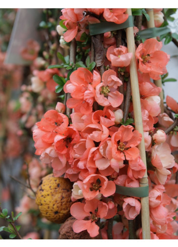 CHAENOMELES superba SALMON HORIZON - Cognassier du Japon