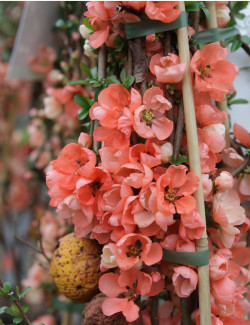 CHAENOMELES superba SALMON HORIZON - Cognassier du Japon