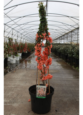 CHAENOMELES superba SALMON HORIZON - Cognassier du Japon En pot de 10-12 litres hauteur 080-100 cm
