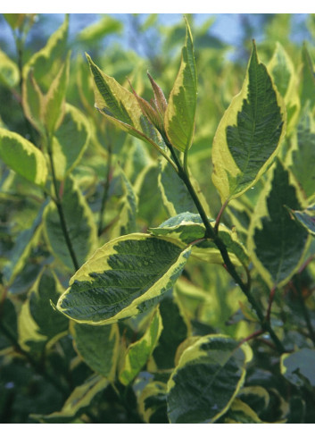 CORNUS alba CREAM CRACKER - Cornouiller blanc