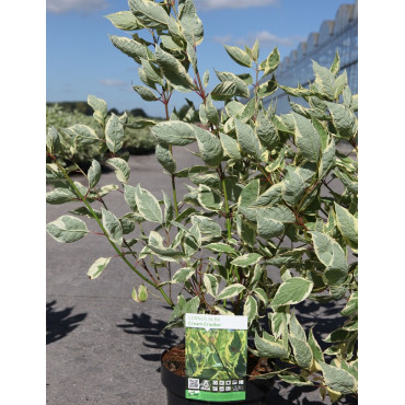 CORNUS alba CREAM CRACKER - Cornouiller blanc