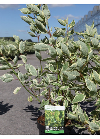 CORNUS alba CREAM CRACKER - Cornouiller blanc