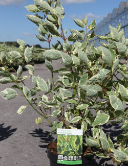 CORNUS alba CREAM CRACKER - Cornouiller blanc