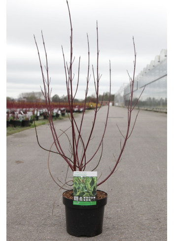 CORNUS alba CREAM CRACKER - Cornouiller blanc