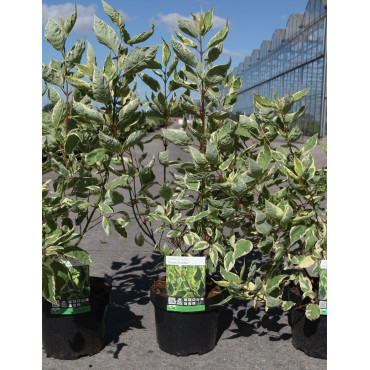 CORNUS alba CREAM CRACKER - Cornouiller blanc En pot de 3-4 litres buisson hauteur 040-060 cm