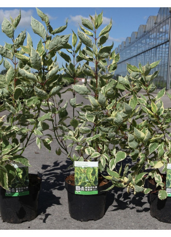 CORNUS alba CREAM CRACKER - Cornouiller blanc En pot de 3-4 litres buisson hauteur 040-060 cm