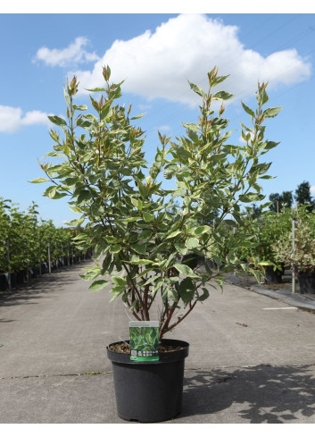 CORNUS alba CREAM CRACKER - Cornouiller blanc En pot de 10-12 litres buisson hauteur 080-100 cm