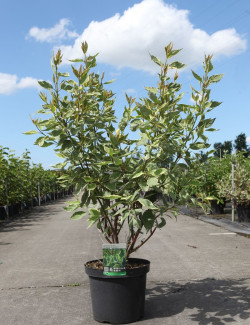 CORNUS alba CREAM CRACKER - Cornouiller blanc En pot de 10-12 litres buisson hauteur 080-100 cm