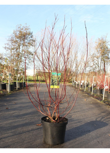 CORNUS alba CREAM CRACKER - Cornouiller blanc En pot de 10-12 litres buisson hauteur 080-100 cm
