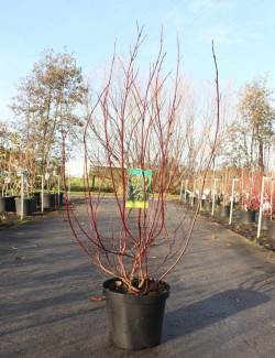 CORNUS alba CREAM CRACKER - Cornouiller blanc En pot de 10-12 litres buisson hauteur 080-100 cm
