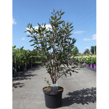 CORNUS alba NIGHTFALL - Cornouiller blanc En pot de 10-12 litres buisson hauteur 080-100 cm