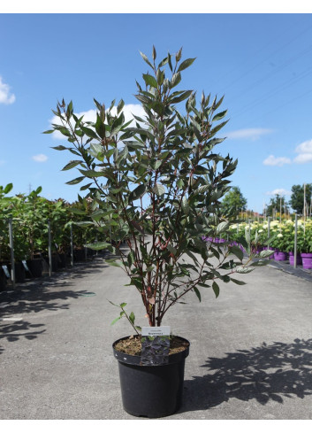 CORNUS alba NIGHTFALL - Cornouiller blanc En pot de 10-12 litres buisson hauteur 080-100 cm