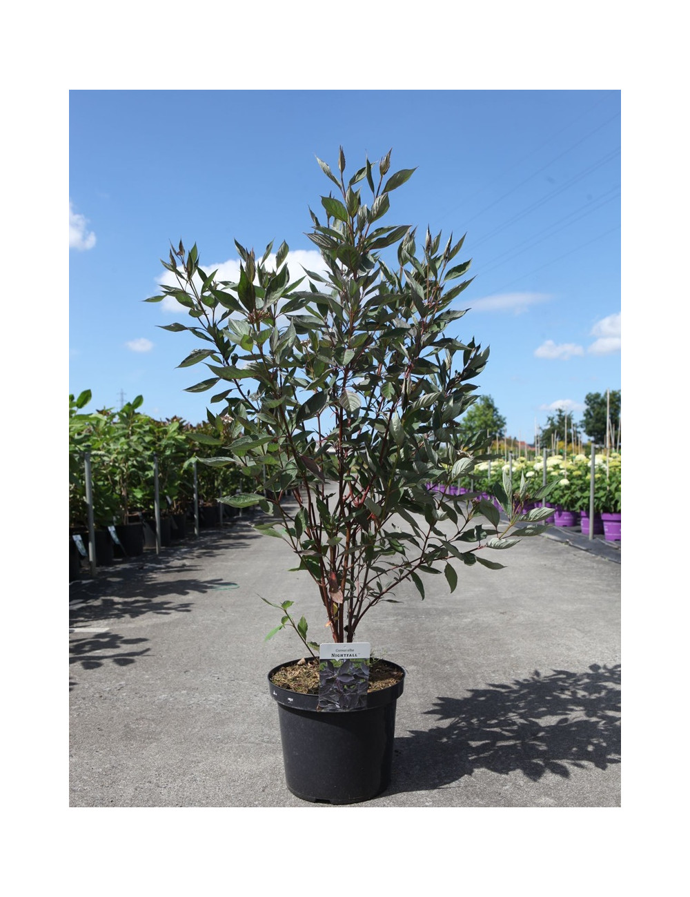 CORNUS alba NIGHTFALL - Cornouiller blanc En pot de 10-12 litres buisson hauteur 080-100 cm