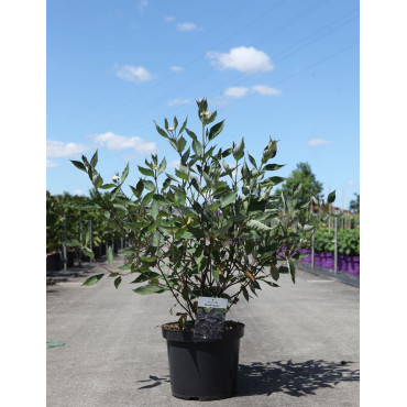 CORNUS alba NIGHTFALL - Cornouiller blanc En pot de 10-12 litres buisson hauteur 080-100 cm