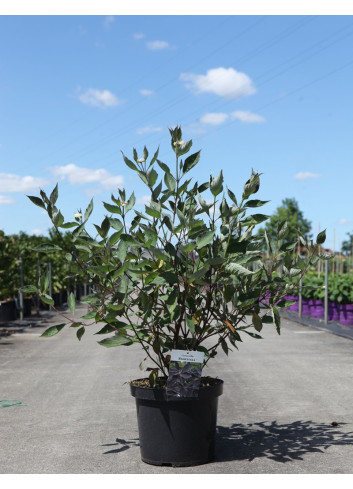 CORNUS alba NIGHTFALL - Cornouiller blanc En pot de 10-12 litres buisson hauteur 080-100 cm