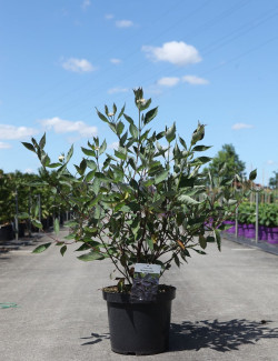 CORNUS alba NIGHTFALL - Cornouiller blanc En pot de 10-12 litres buisson hauteur 080-100 cm