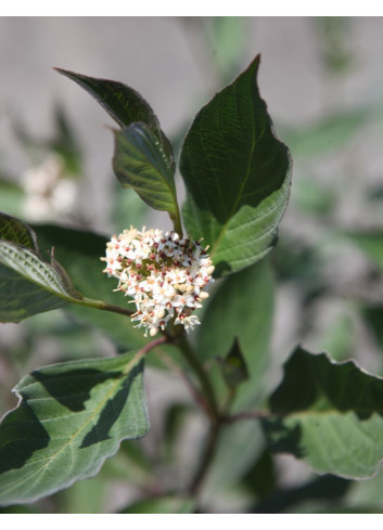 CORNUS alba NIGHTFALL - Cornouiller blanc