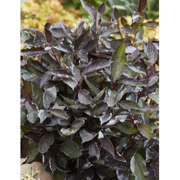 CORNUS alba NIGHTFALL - Cornouiller blanc