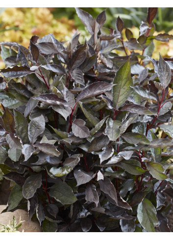 CORNUS alba NIGHTFALL - Cornouiller blanc