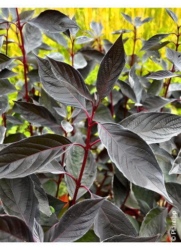 CORNUS alba NIGHTFALL - Cornouiller blanc
