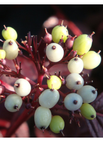 CORNUS alba SIBERIAN PEARLS - Cornouiller blanc