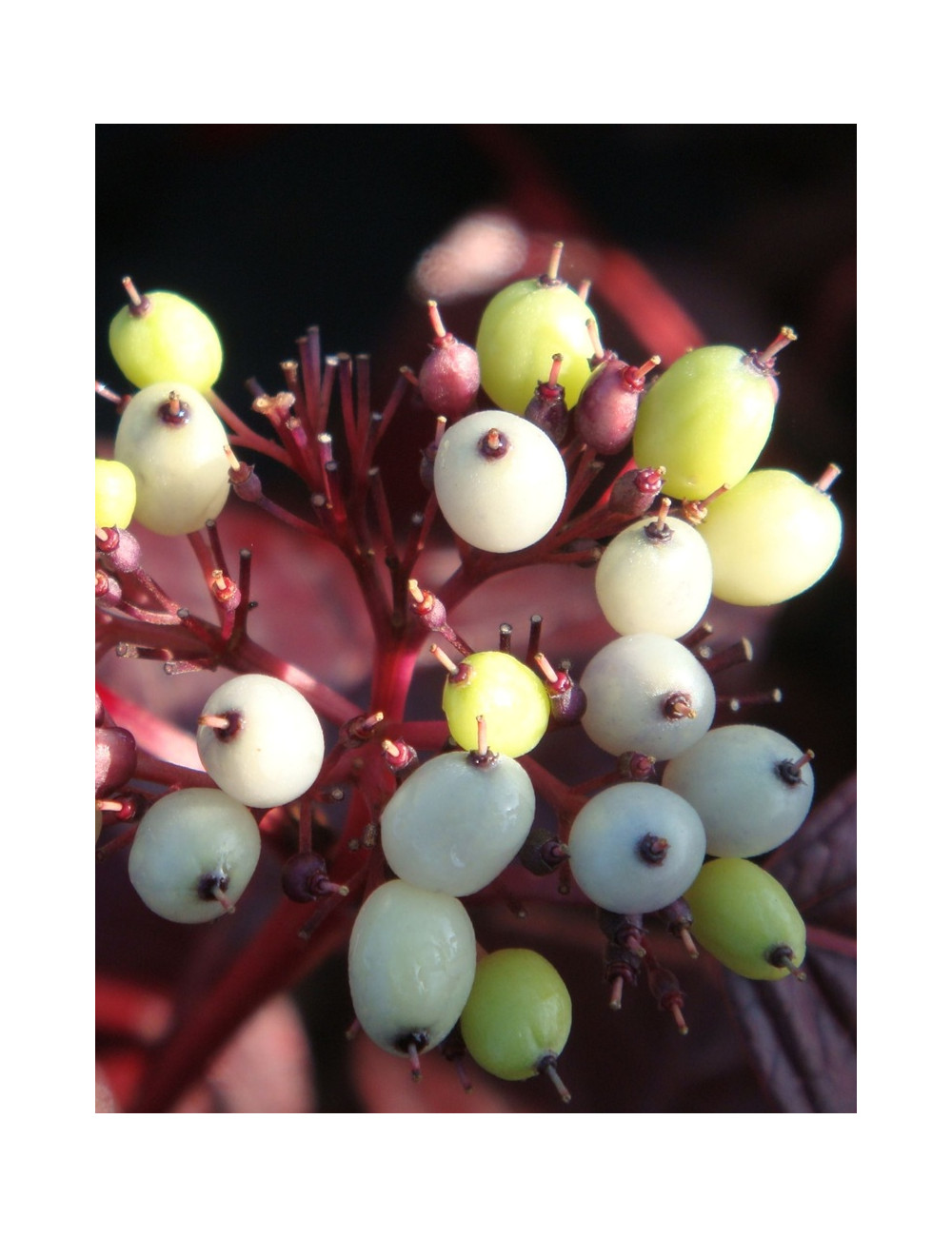 CORNUS alba SIBERIAN PEARLS - Cornouiller blanc
