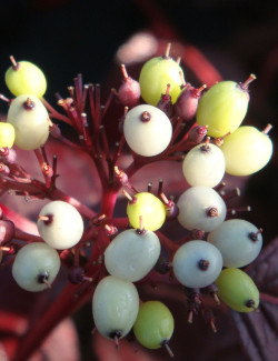 CORNUS alba SIBERIAN PEARLS - Cornouiller blanc
