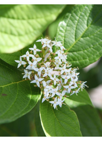 CORNUS alba SIBERIAN PEARLS - Cornouiller blanc