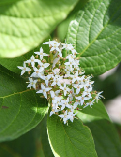 CORNUS alba SIBERIAN PEARLS - Cornouiller blanc