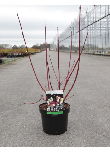 CORNUS alba SIBERIAN PEARLS - Cornouiller blanc En pot de 3-4 litres buisson hauteur 040-060 cm