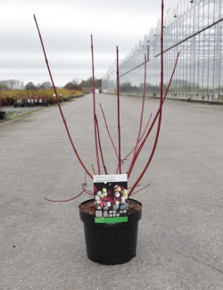 CORNUS alba SIBERIAN PEARLS - Cornouiller blanc En pot de 3-4 litres buisson hauteur 040-060 cm