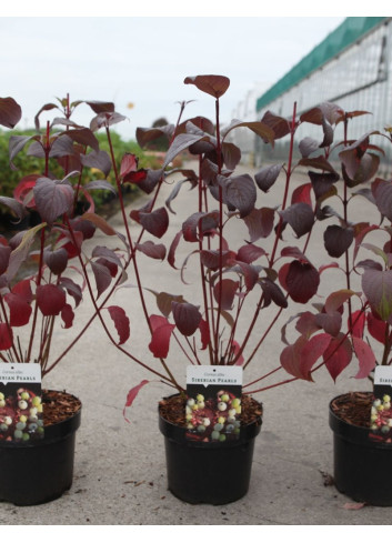 CORNUS alba SIBERIAN PEARLS - Cornouiller blanc En pot de 3-4 litres buisson hauteur 040-060 cm