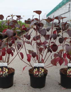 CORNUS alba SIBERIAN PEARLS - Cornouiller blanc En pot de 3-4 litres buisson hauteur 040-060 cm