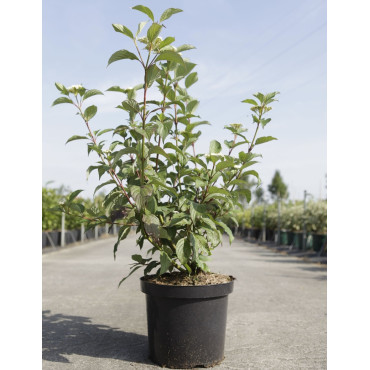 CORNUS alba SIBERIAN PEARLS - Cornouiller blanc En pot de 10-12 litres buisson hauteur 080-100 cm