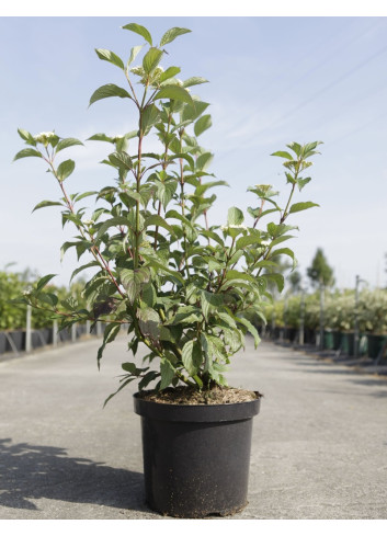 CORNUS alba SIBERIAN PEARLS - Cornouiller blanc En pot de 10-12 litres buisson hauteur 080-100 cm