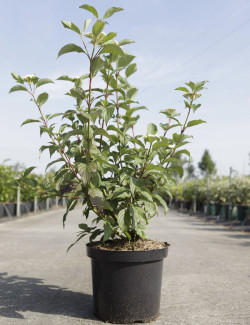 CORNUS alba SIBERIAN PEARLS - Cornouiller blanc En pot de 10-12 litres buisson hauteur 080-100 cm