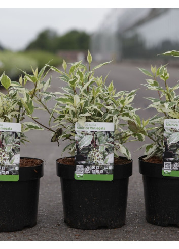 CORNUS alba SIBIRICA VARIEGATA - Cornouiller blanc En pot de 3-4 litres buisson hauteur 040-060 cm