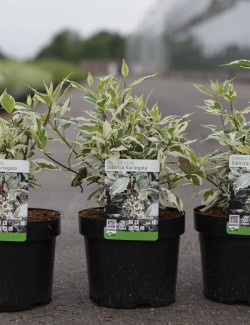 CORNUS alba SIBIRICA VARIEGATA - Cornouiller blanc En pot de 3-4 litres buisson hauteur 040-060 cm