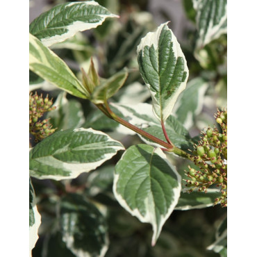 CORNUS alba SIBIRICA VARIEGATA - Cornouiller blanc