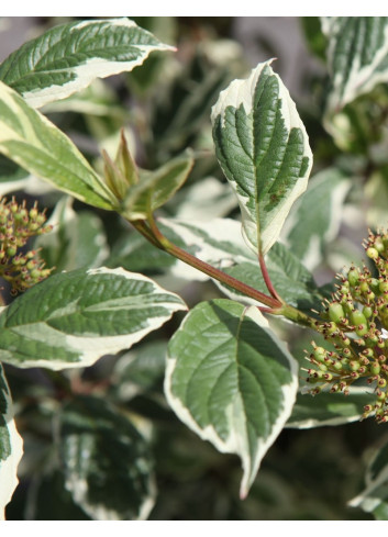 CORNUS alba SIBIRICA VARIEGATA - Cornouiller blanc
