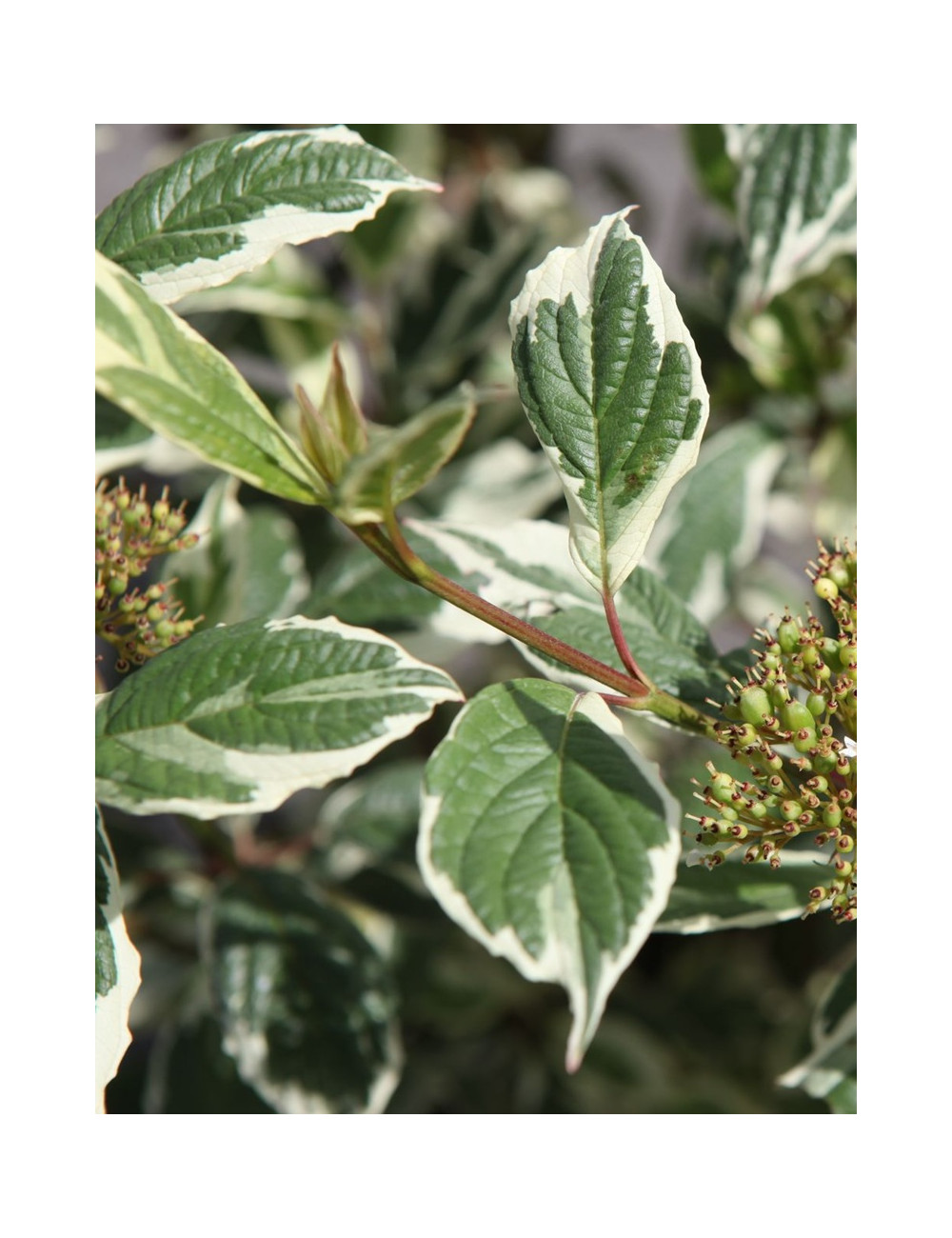 CORNUS alba SIBIRICA VARIEGATA - Cornouiller blanc