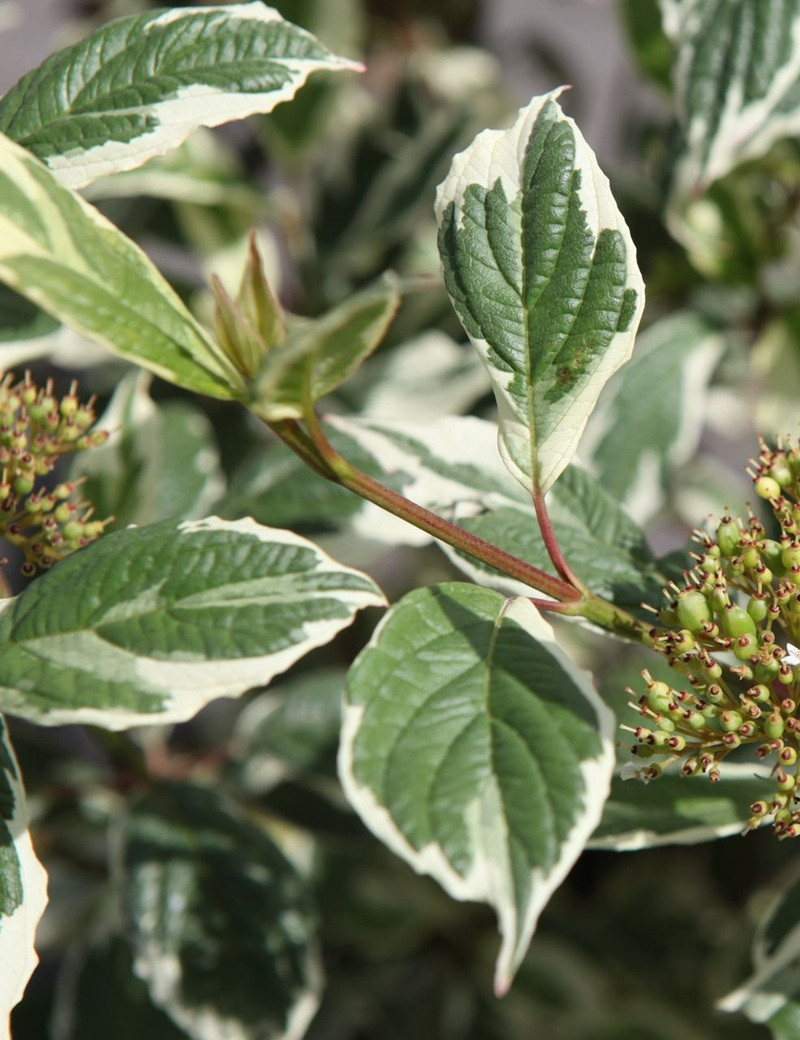 CORNUS alba SIBIRICA VARIEGATA - Cornouiller blanc