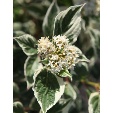 CORNUS alba SIBIRICA VARIEGATA - Cornouiller blanc