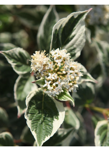CORNUS alba SIBIRICA VARIEGATA - Cornouiller blanc