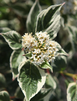 CORNUS alba SIBIRICA VARIEGATA - Cornouiller blanc