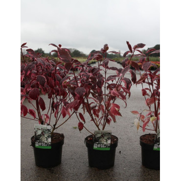 CORNUS alba SIBIRICA VARIEGATA - Cornouiller blanc En pot de 3-4 litres buisson hauteur 040-060 cm