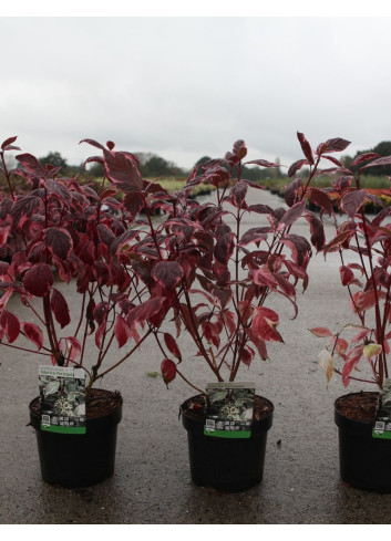 CORNUS alba SIBIRICA VARIEGATA - Cornouiller blanc En pot de 3-4 litres buisson hauteur 040-060 cm