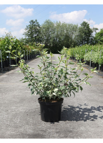 CORNUS alba SIBIRICA VARIEGATA - Cornouiller blanc En pot de 10-12 litres buisson hauteur 080-100 cm