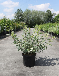 CORNUS alba SIBIRICA VARIEGATA - Cornouiller blanc En pot de 10-12 litres buisson hauteur 080-100 cm