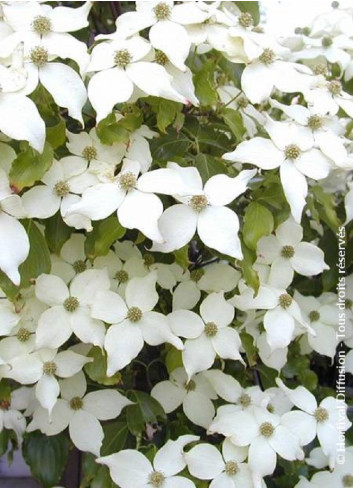 CORNUS kousa CHINA GIRL - Cornouiller à fleurs